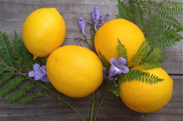 freshly picked Meyer lemons for Mom’s Meyer Lemonade Recipe