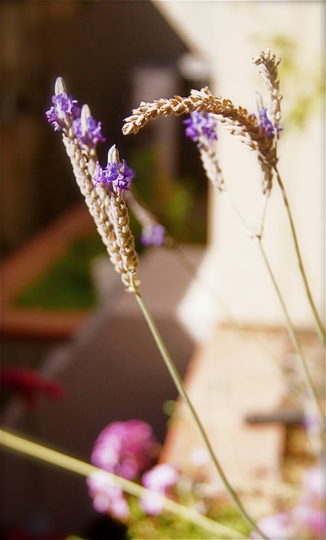 Fresh lavender flowers in the garden, about to be picked for Lavender-Rosemary Grilled Ribeye Steak