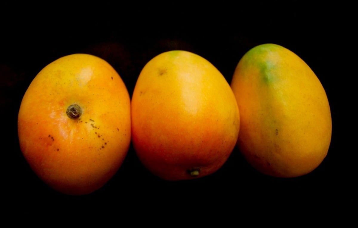 Three stacked mangoes with black background.