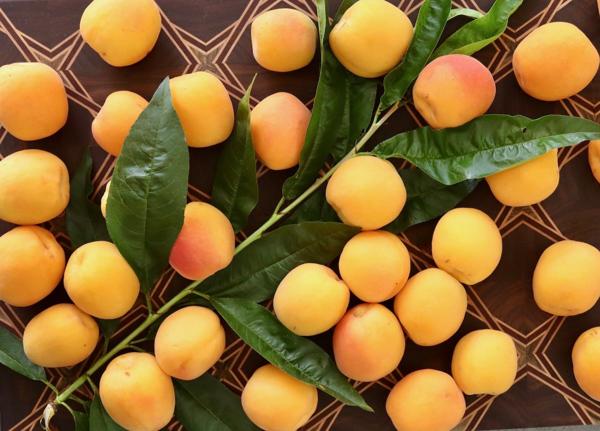 Dozens of apricots with their leaves on a dark wood cutting board.