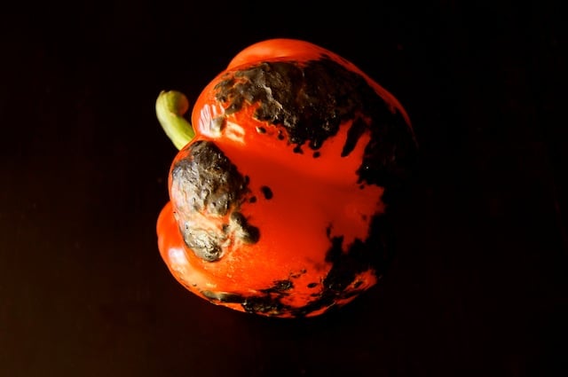 One charred red pepper.