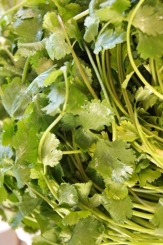 Cilantro sprinkled with water