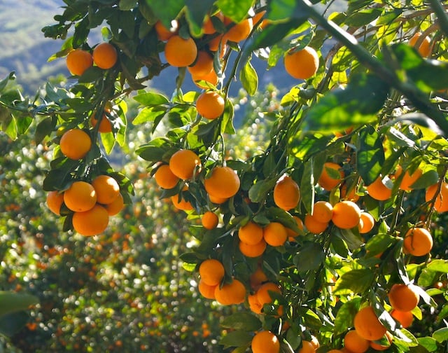 Ojai Pixie Tangerines