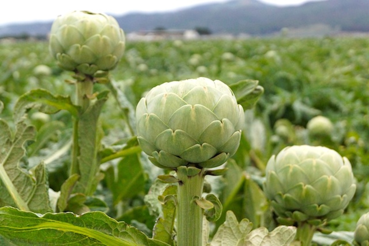 How-to-Grill-Artichokes (Smoky and Tender) Artichokes growing in field.