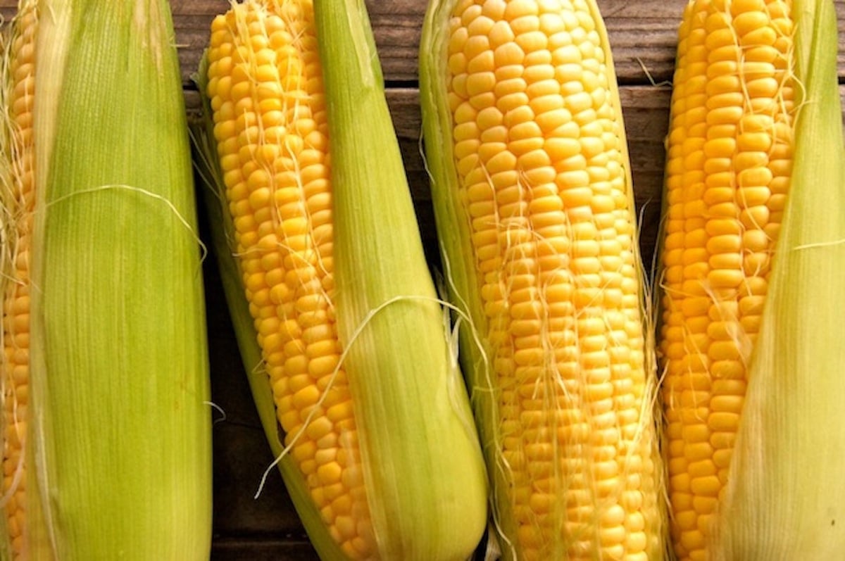 Four ears of corn in husks on wooden bacdgound.