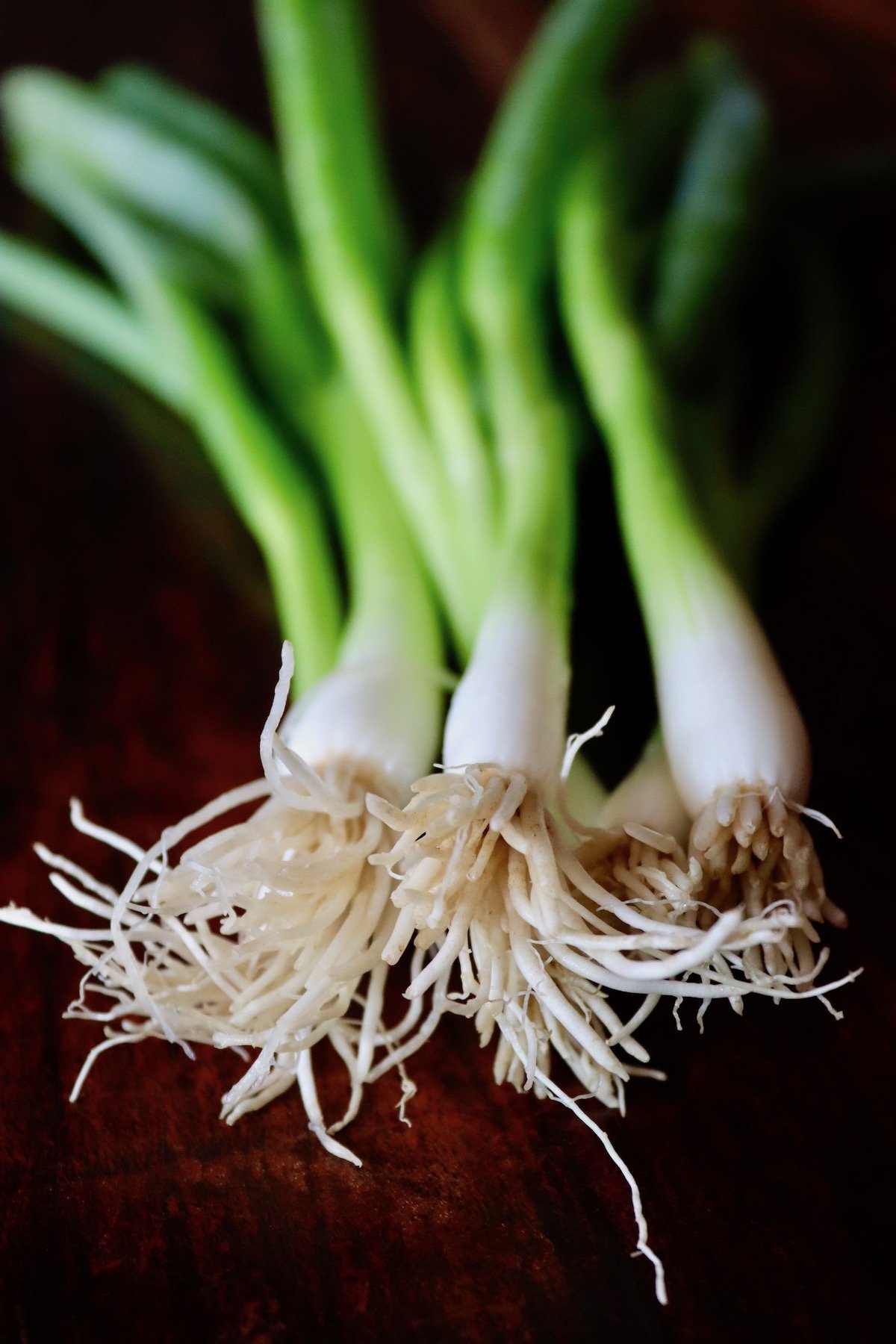 Several raw green onions on dark wood background.