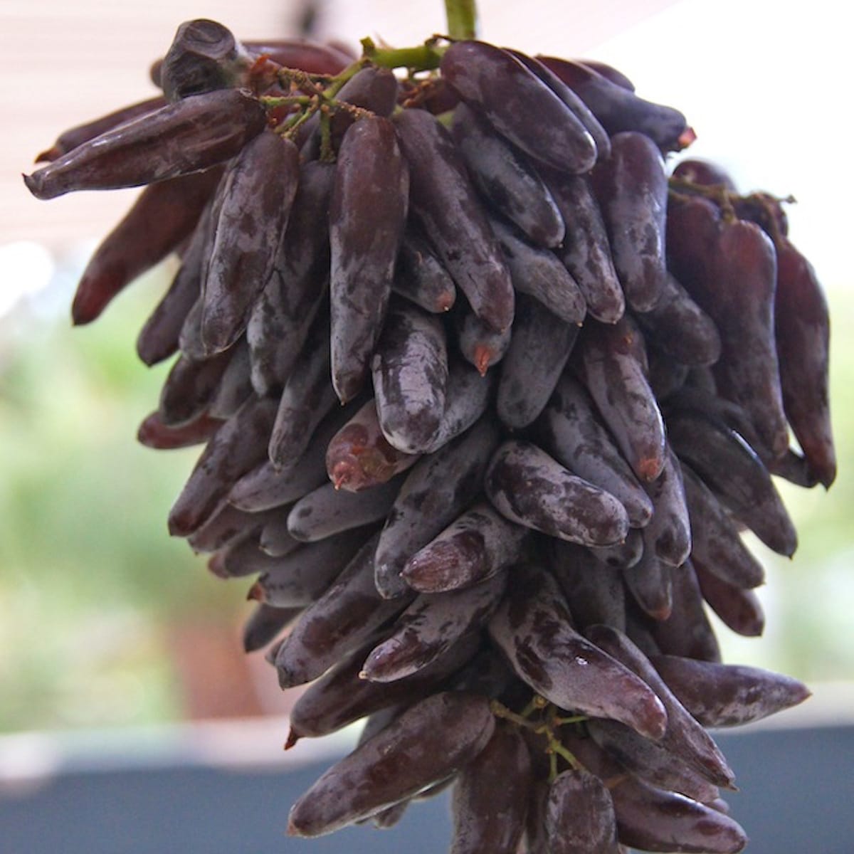 Introducing Witch Finger Grapes | Cooking On The Weekends