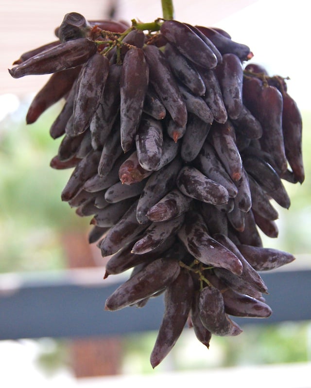 witch fingers grapes plants