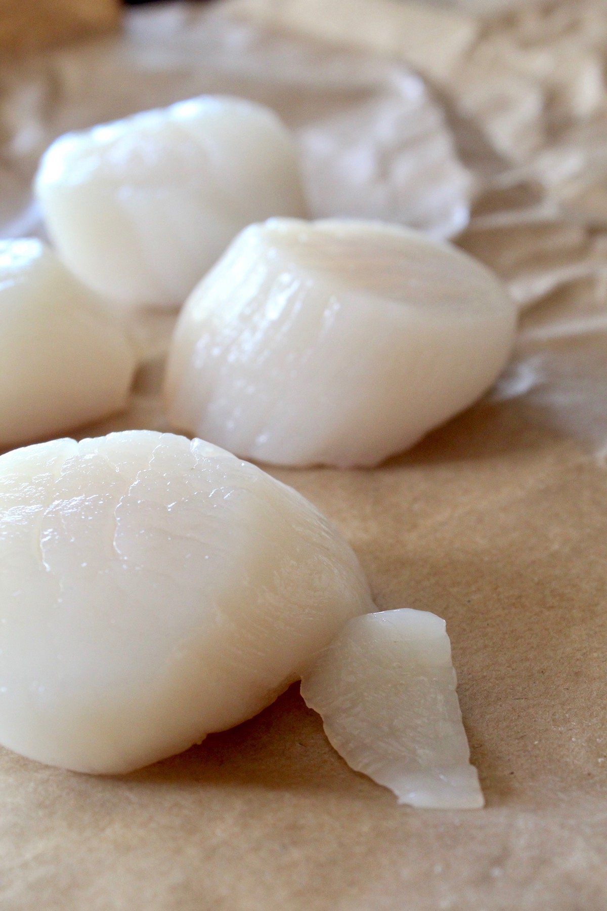raw sea scallops on parchment