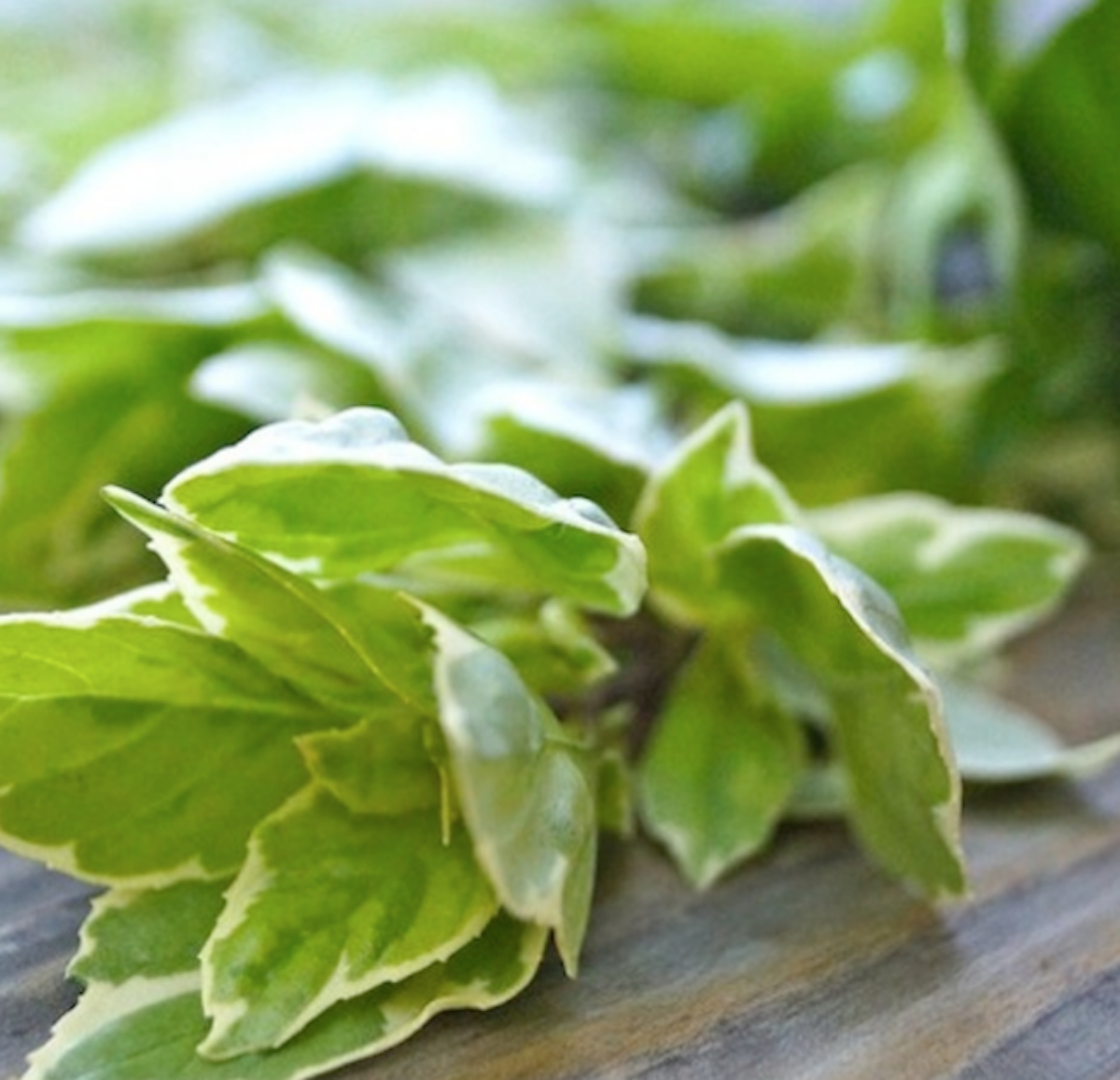 One bunch of light green basil on wood surface.