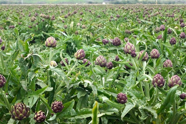 Field of purple artichokes for miles.