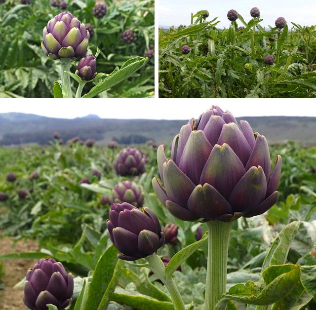 Close ups of gorgeous deep purple artichokes.