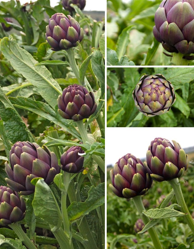 Three different close up views of purple artichokes.