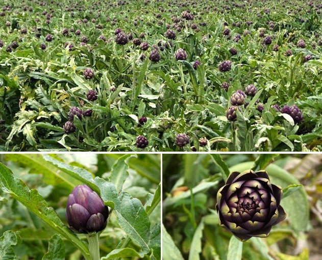 Two close ups and a huge field of purple artichokds.