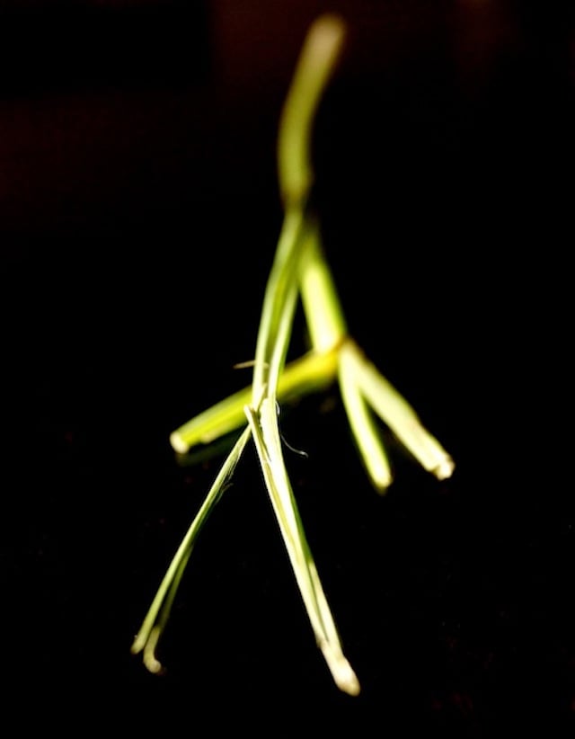 One long stalk of lemongrass on black background