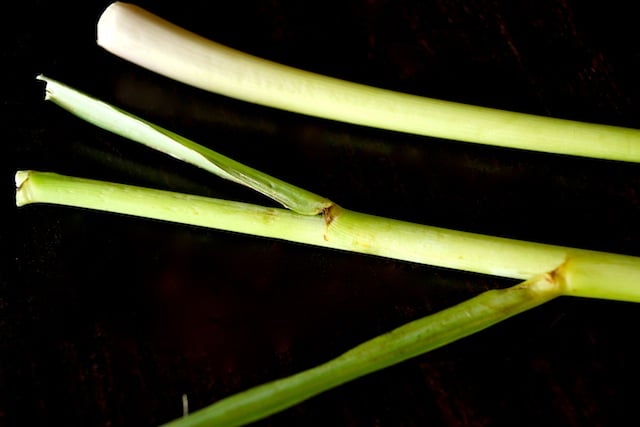 stalks of lemongrass on black background