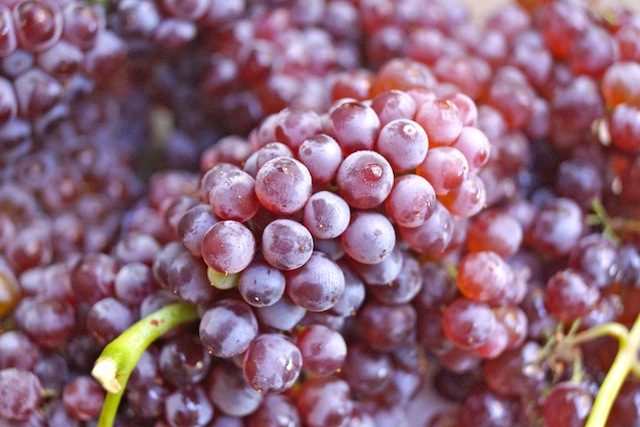 fresh bunches of champagne grapes