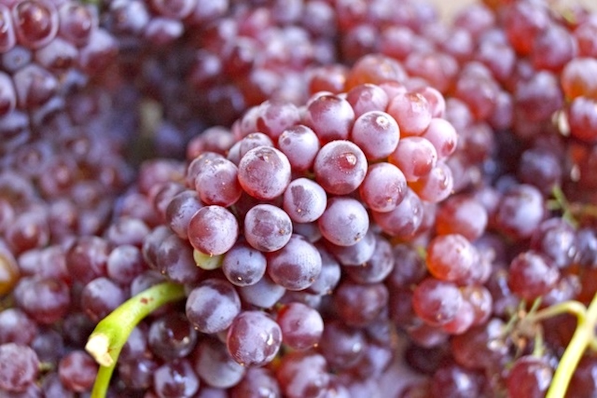 A few clusters or red-purple champagne grapes.