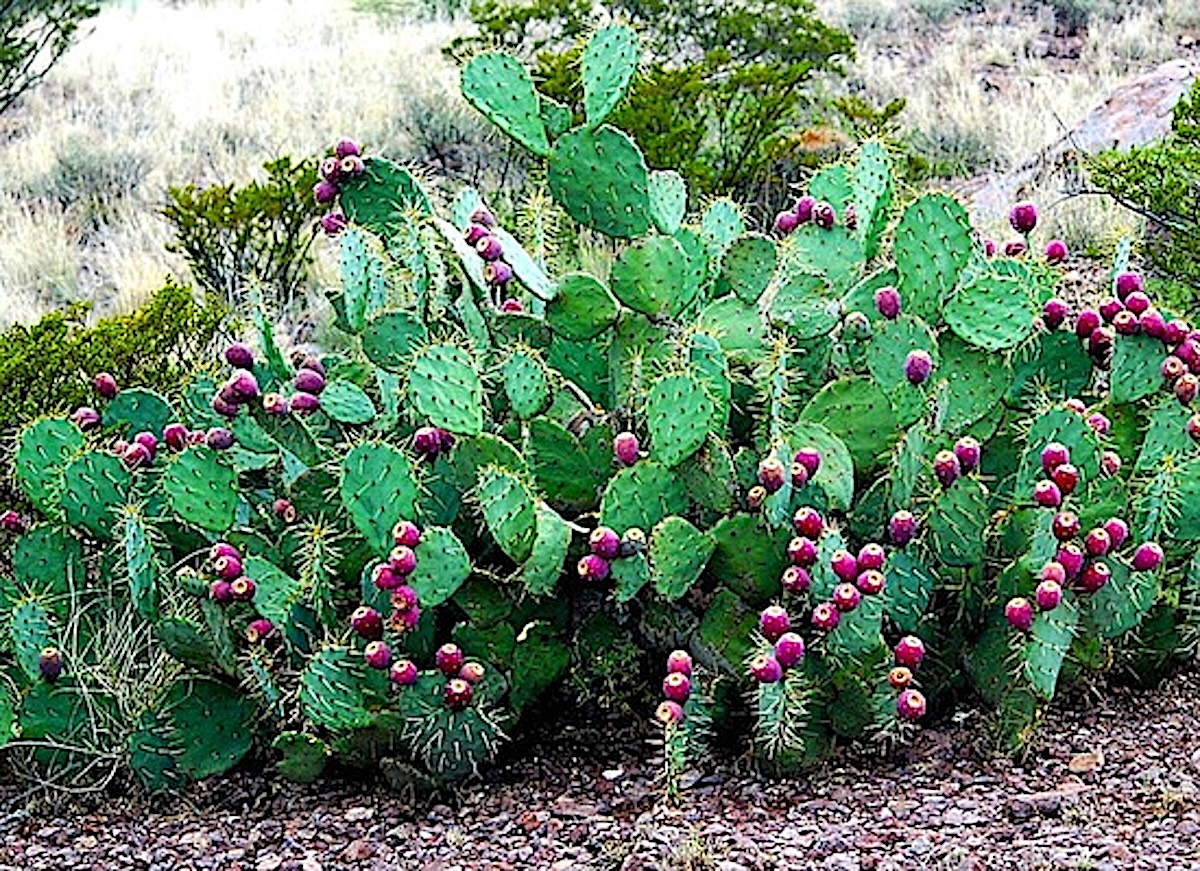Big cactus pear plant with lots of magenta fruit (pears).