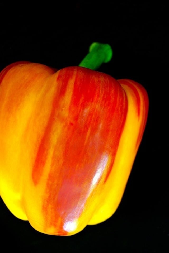 one red and yellow streaked Enjoya pepper with black background