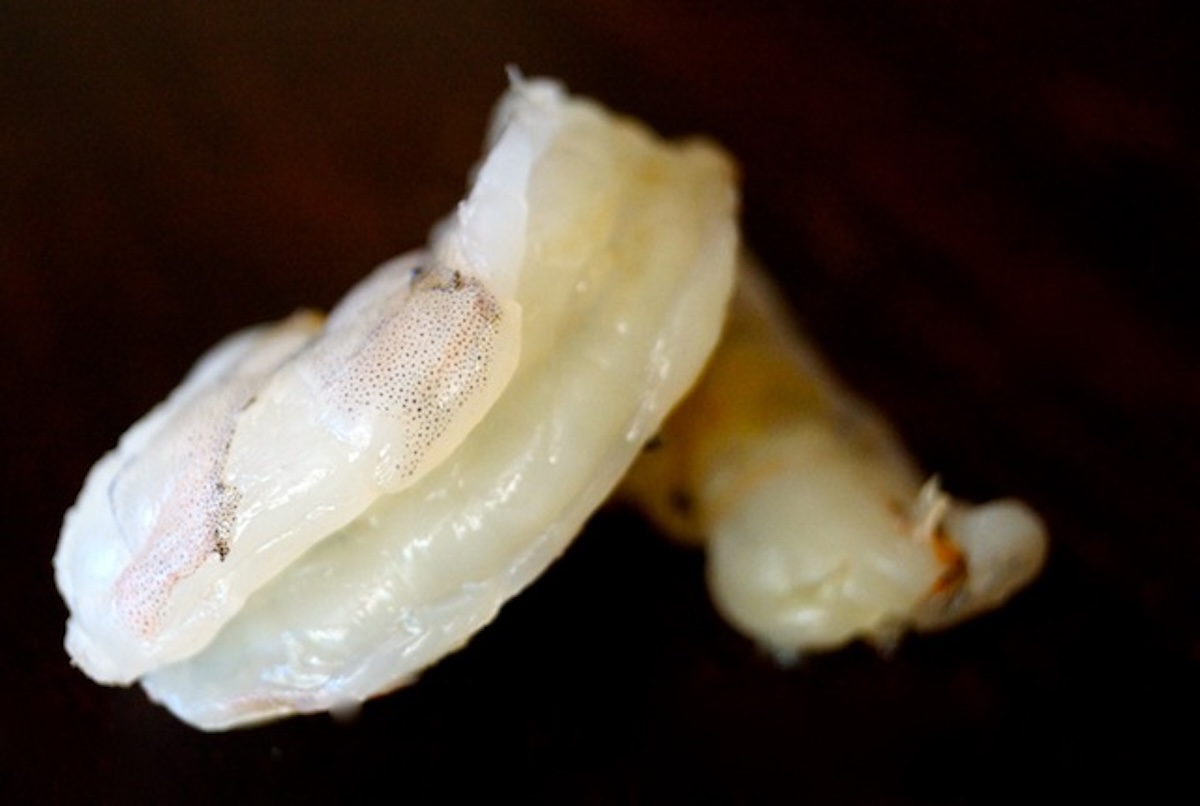 One cleaned, peeled and deveined raw shrimp, twisted a bit.