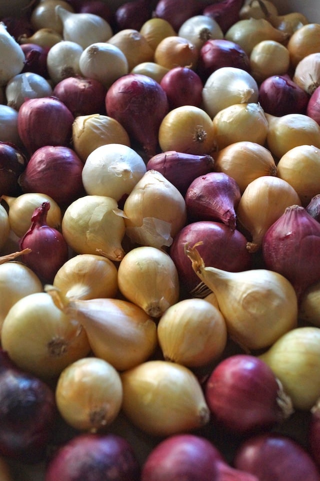 multi-colored pearl onions on baking sheet