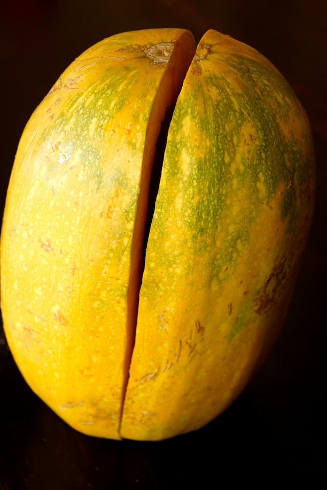 Large upright spaghetti squash with a cut down the center