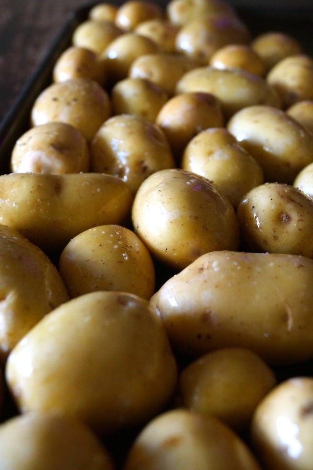 Dozens of oiled and salted, raw Dutch Yellow Potatoes on a baking sheet.