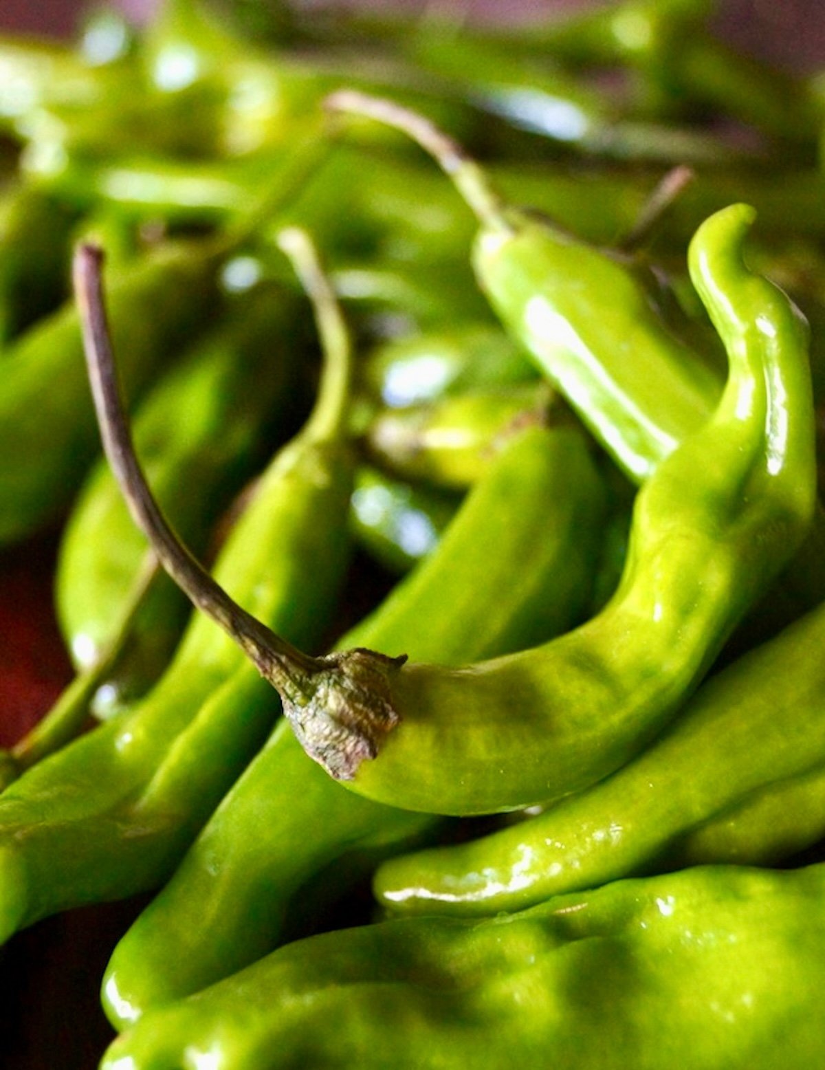 Pile of fresh shishito peppers.
