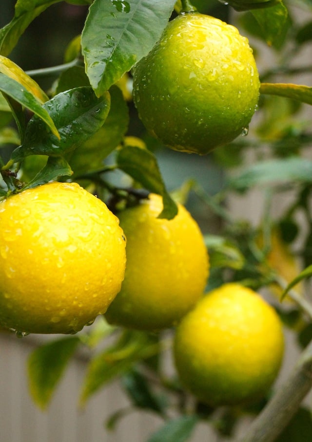 Meyer Lemon-Thyme Spaghetti Recipe -- Lovely. There's simply no better way to describe Meyer Lemon-Thyme Spaghetti.