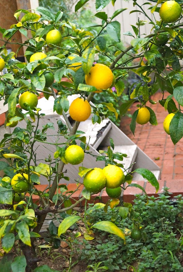 small Meyer lemon tree