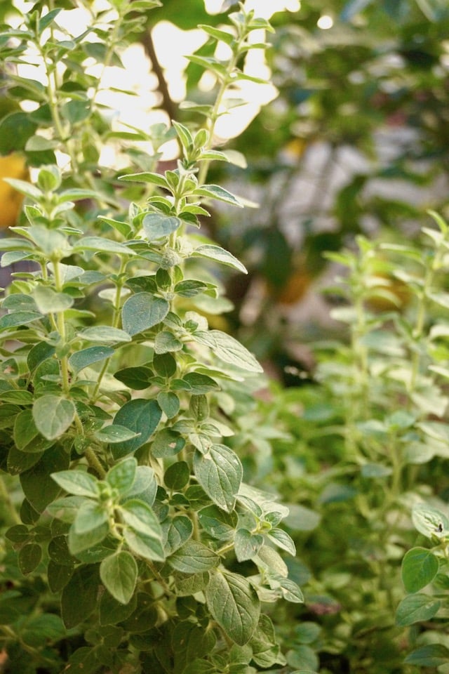 oregano plant