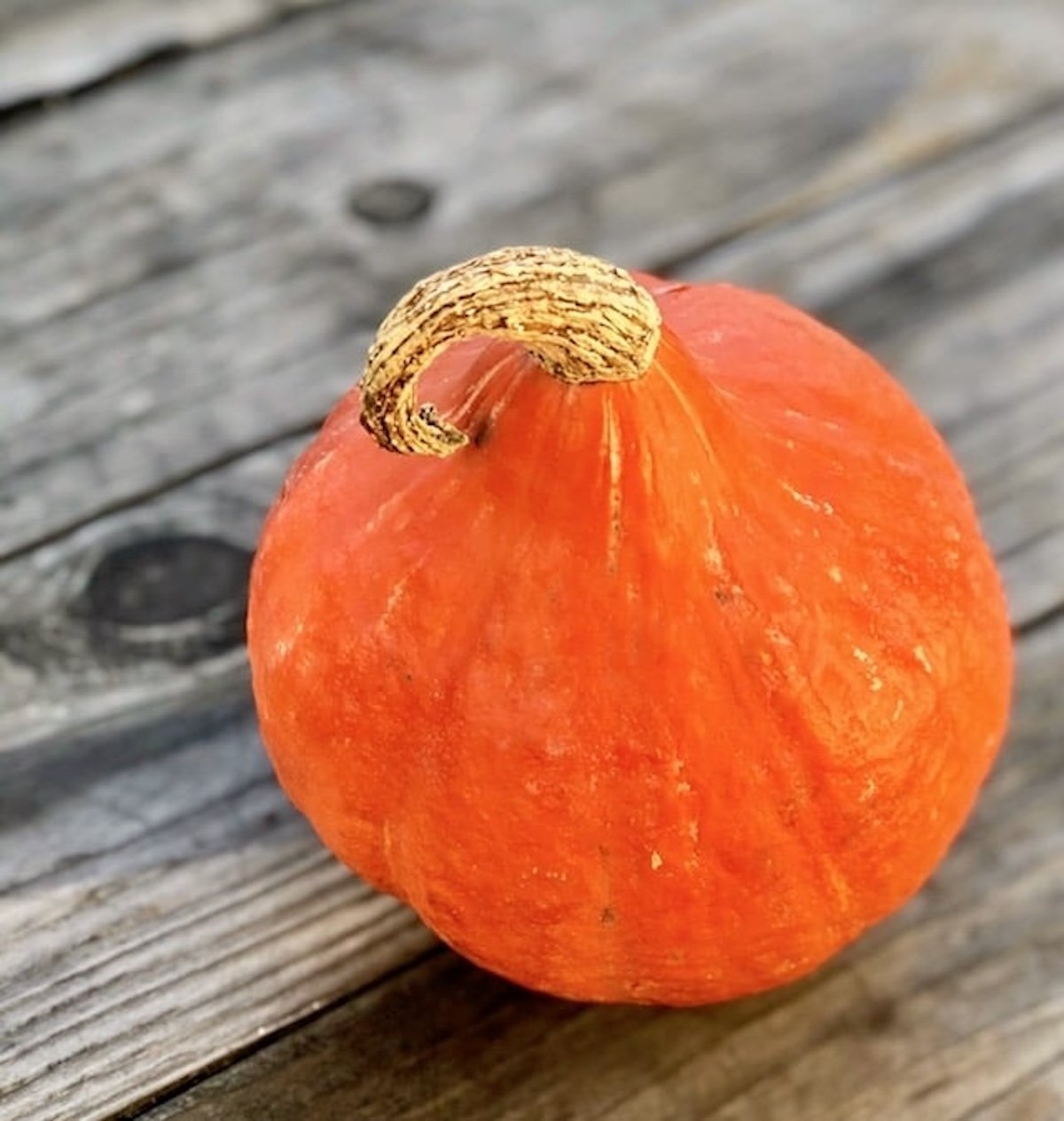 One beautiful deep orange red Kuri squash on a wood table, with curvy stem.