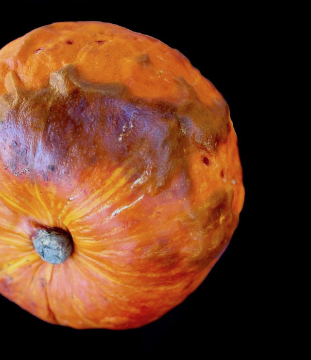 whole roasted Red Kuri squash on black background