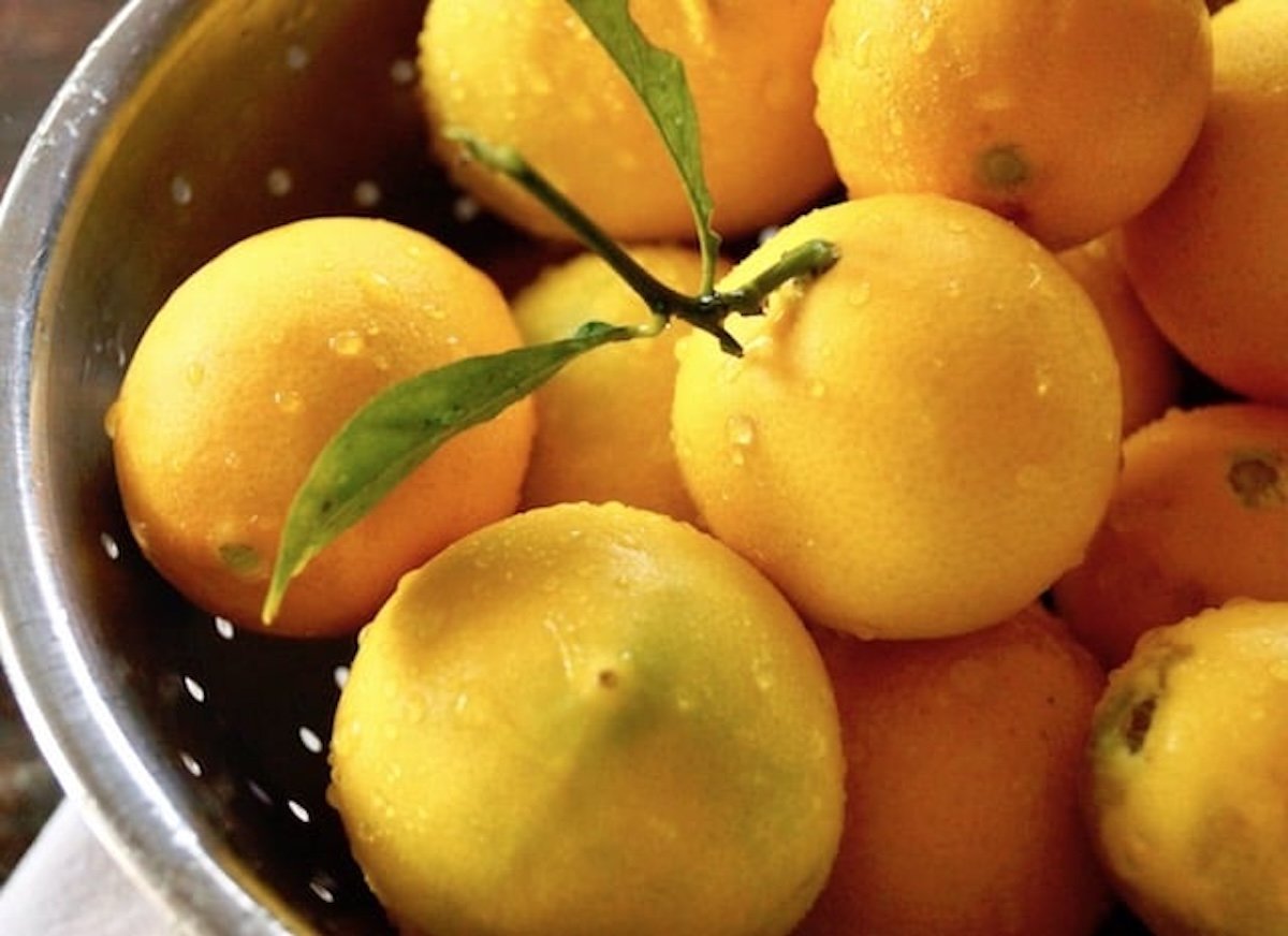 Metal colander filled with lemons and their leaves. 