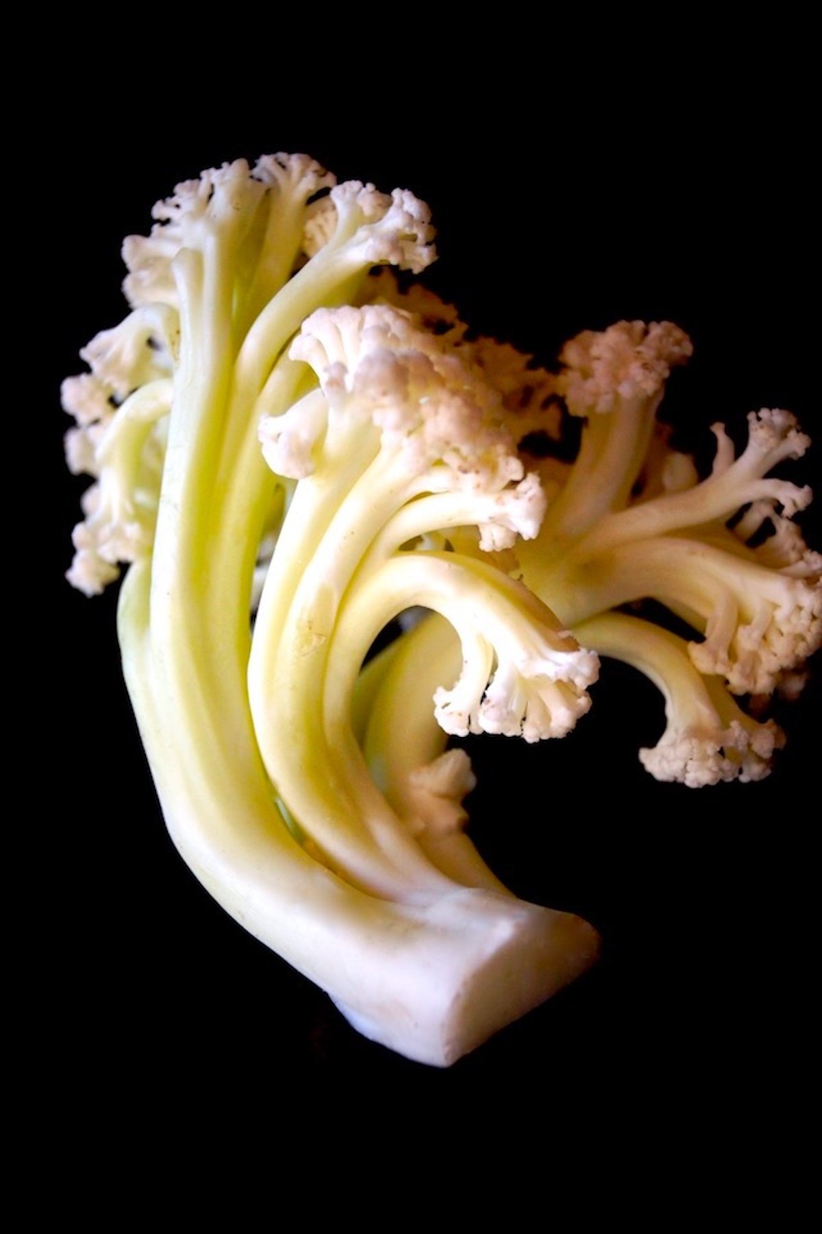 Lemon-Marinated-Fioretto-Salad-Recipe One small piece of Fioretto - flowering cauliflower, on a black background.
