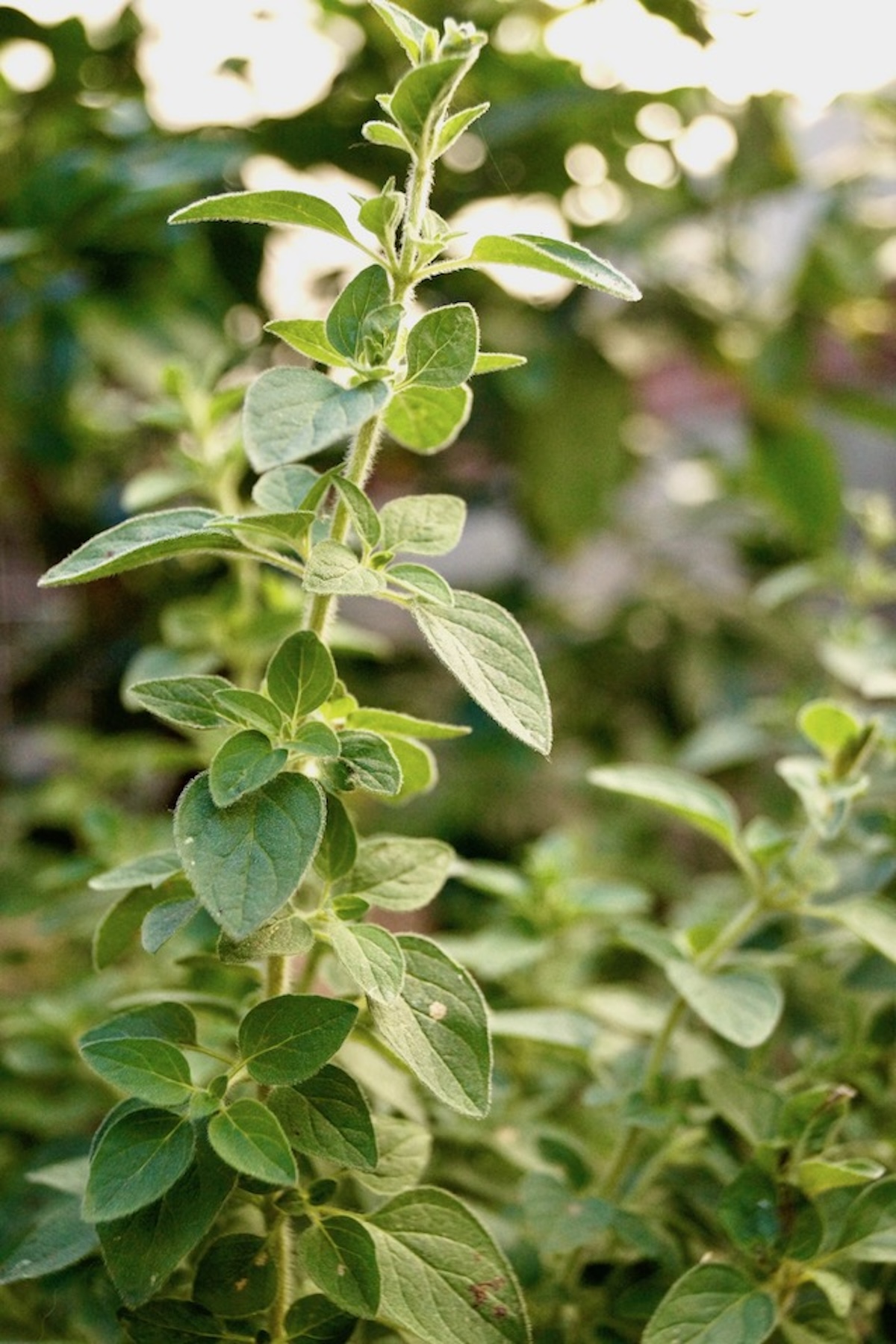 Mediterranean-Marinated-Flank-Steak Oregano plant.