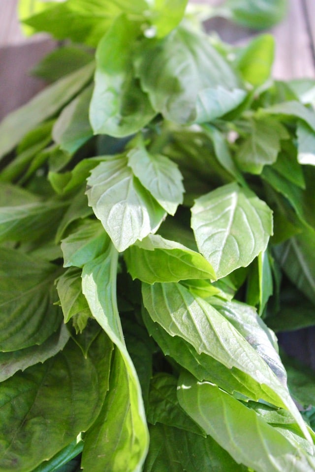 fresh bunch of basil on wooden surface