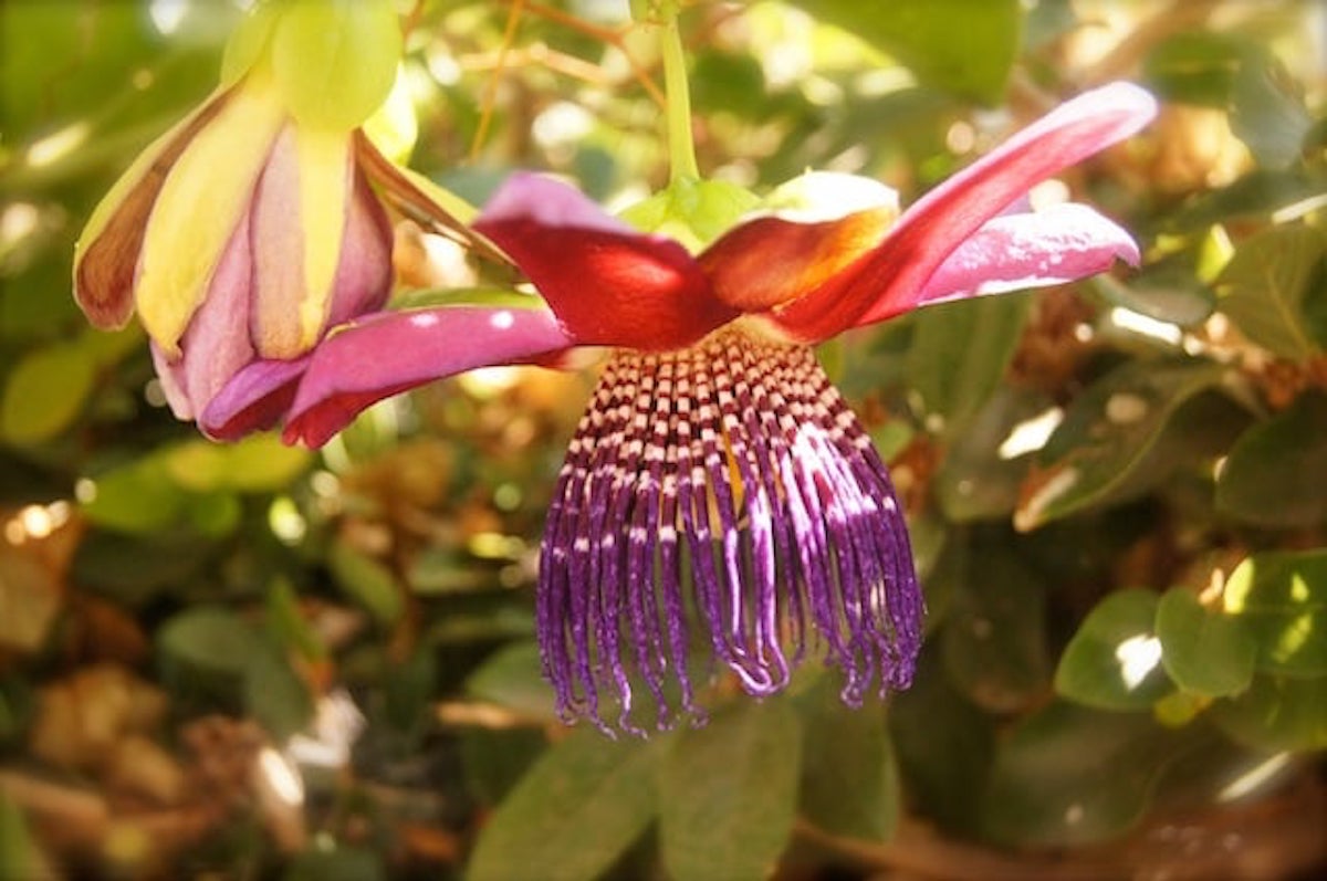 PInk and purple passion fruit flower hanging off its vine.