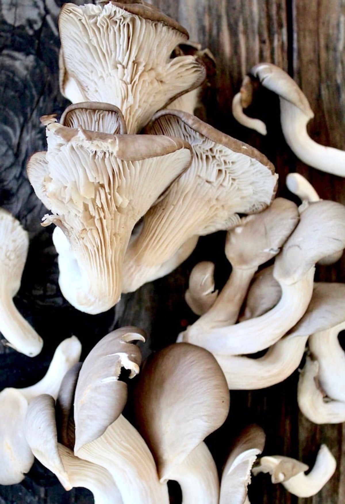 Several clusters of raw oyster mushrooms on wood.