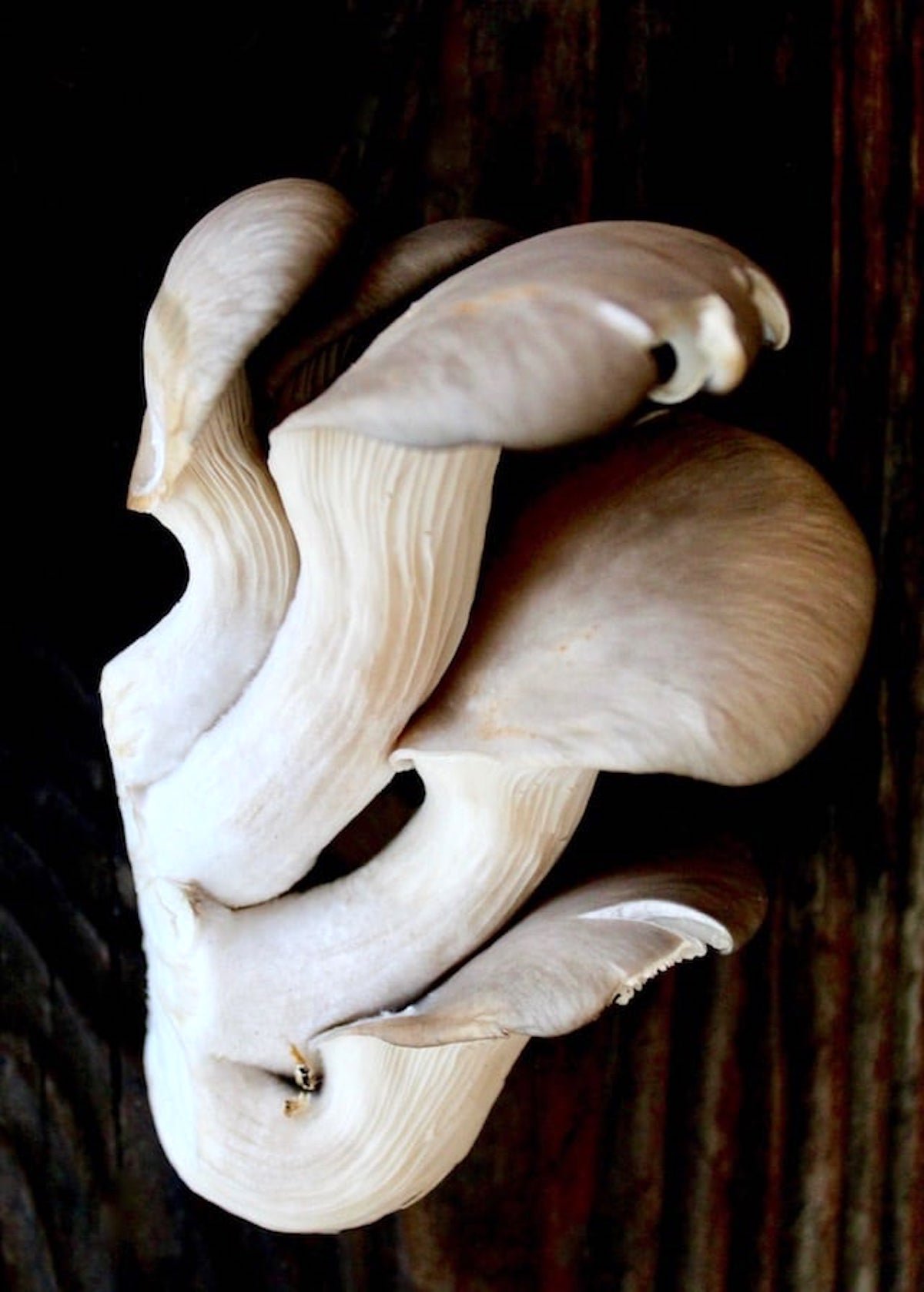 Clump of raw oyster mushrooms on wood