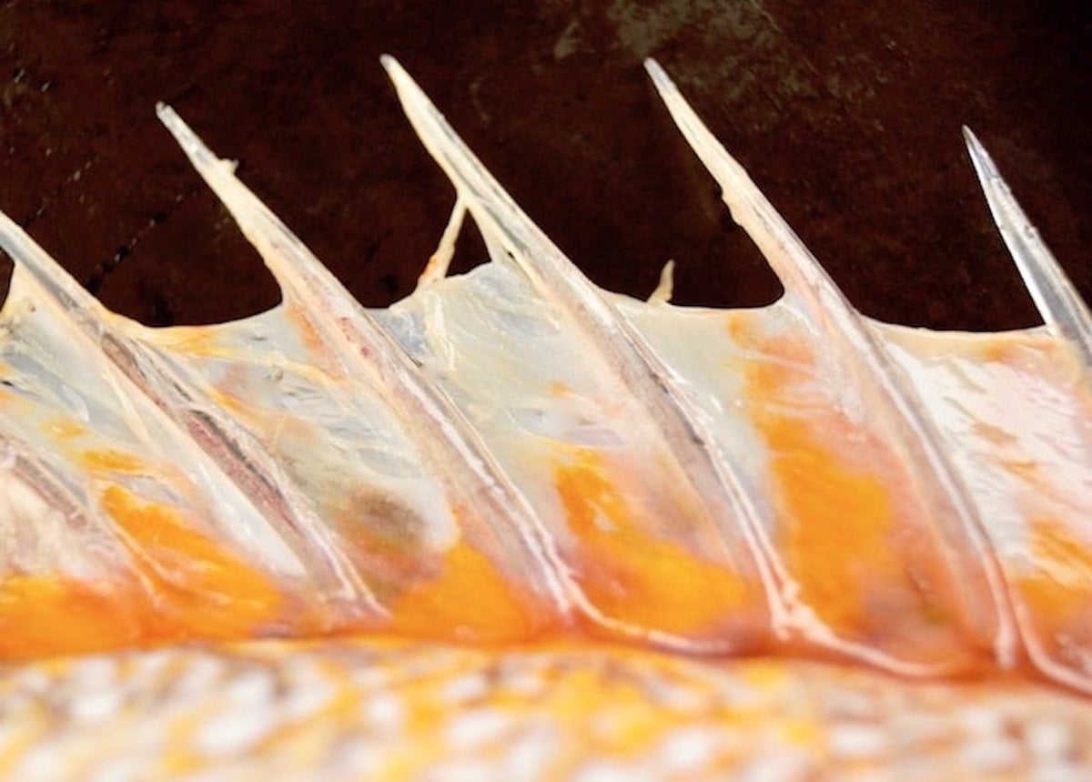 Orangish bony plate on rockfish.