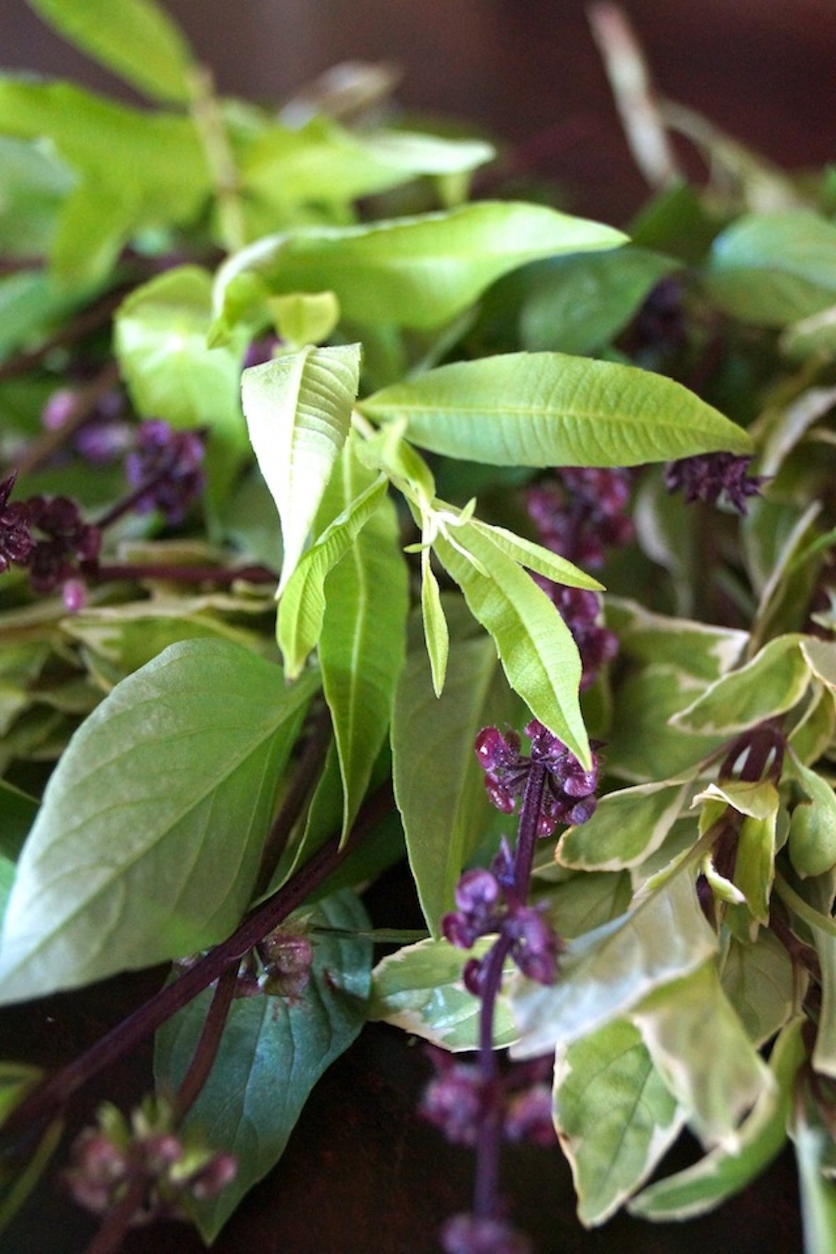 Fresh Lemon Verbena, purple flowering, Thai Basil and Pesto Basil in a bundle for Basil-Lemon Verbena Pesto Recipe.